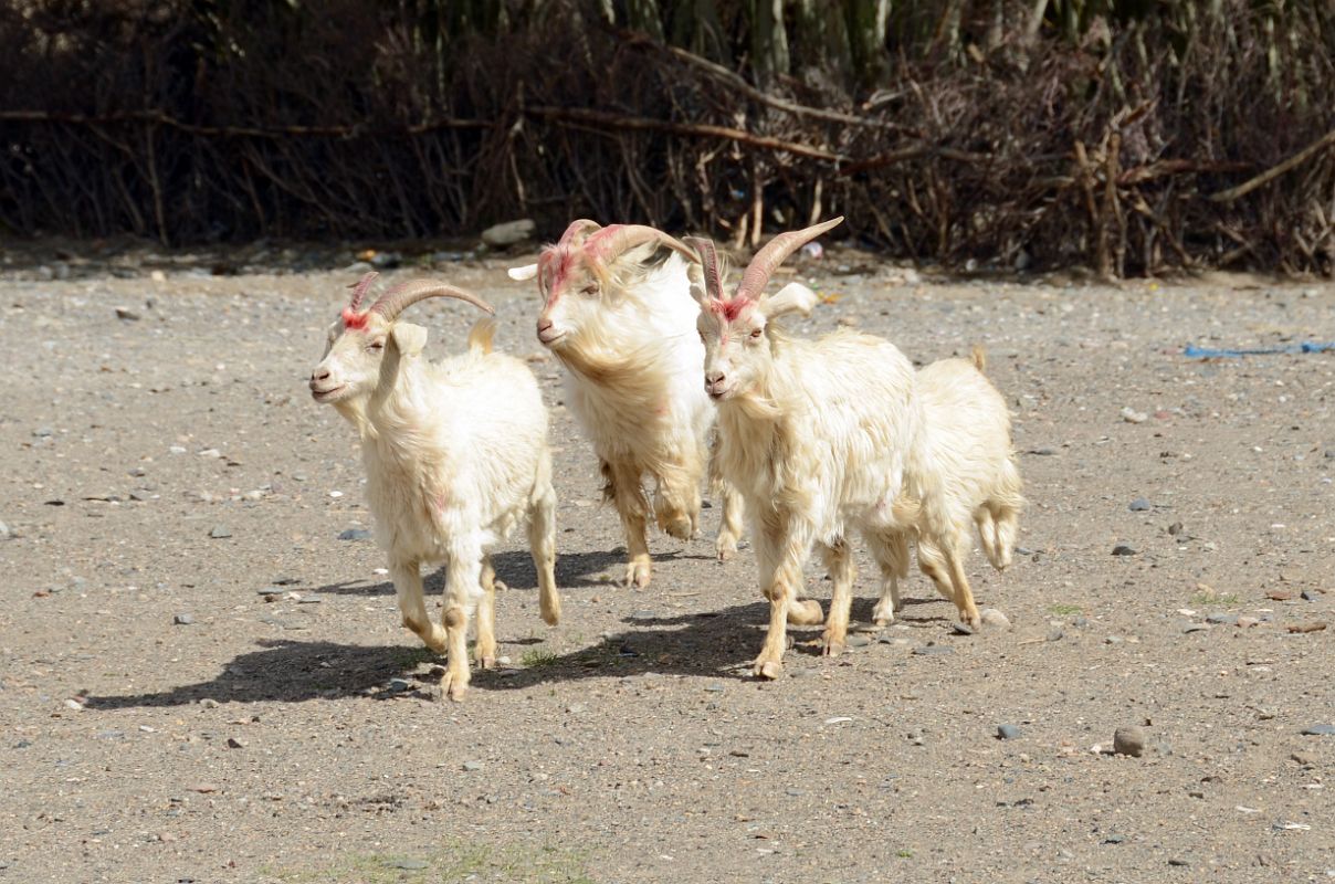 23 Long Horn Goats Out For A Stroll In Yilik Village On The Way To K2 China Trek